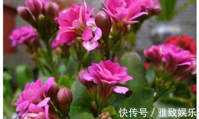 冬天最适合养以下几种花,好养又易爆盆,零下的温度也冻不死