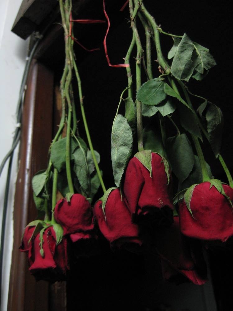 七夕收到的鲜花,看几天就败教你3招,放一年都没事!