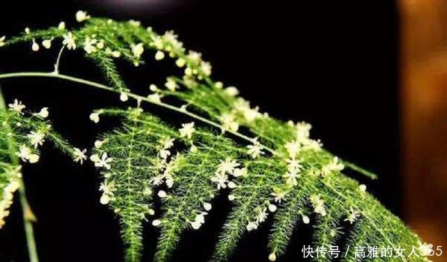 文竹叶子总是发黄掌握养护技巧,翠绿不黄叶,长成“小森林”