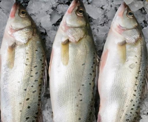 内行人买鲈鱼时，只需认准“这3点”，鱼贩子不敢随便忽悠你！