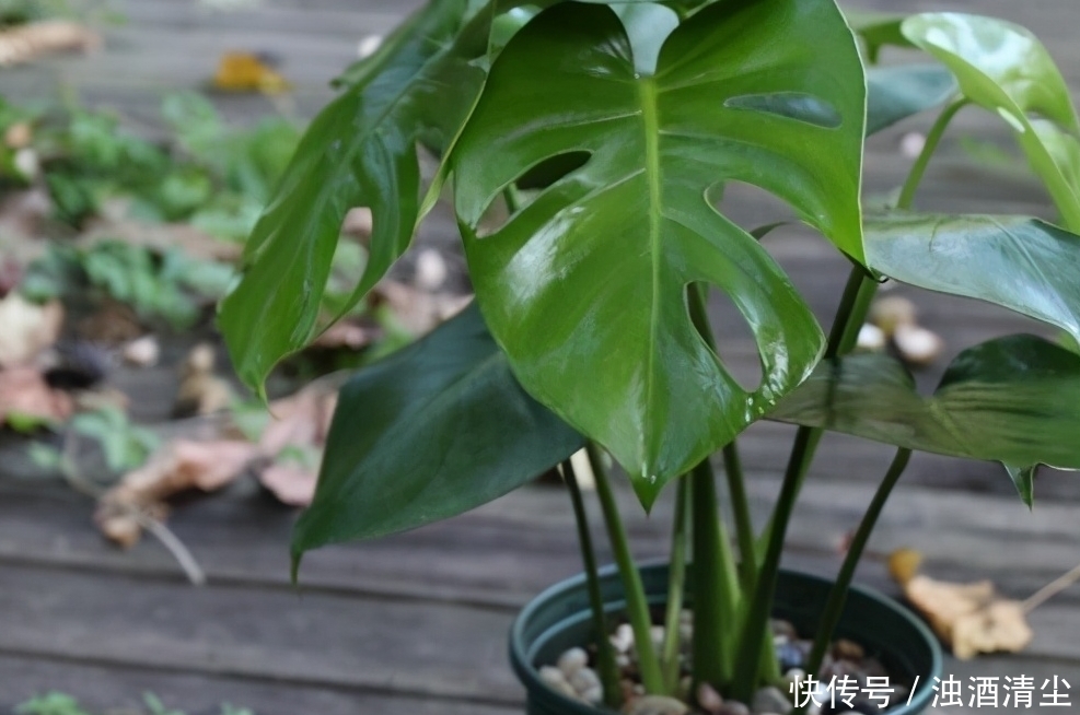 进入1月,给家里养“3种花”,寓意好、空气清新,越养越喜欢