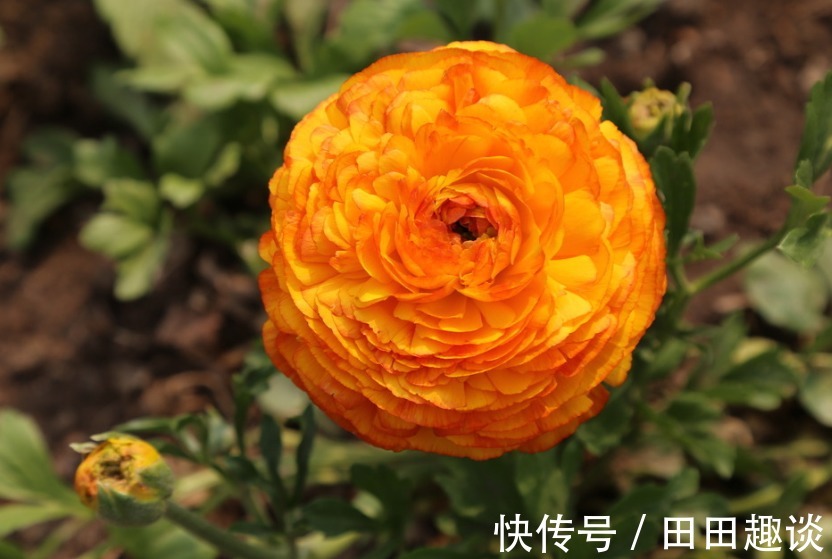 喜欢在家中养花，就选择5种花卉，花色绚丽，优雅妖娆，非常美