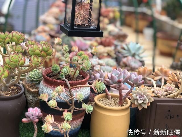 小胖墩|多肉养徒了现在赶紧剪1剪,秋天变成“小胖墩”