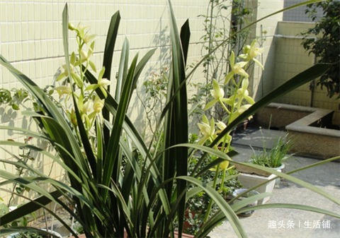 养好兰花，学会1招，苗壮花蕾多，养一盆爆一盆