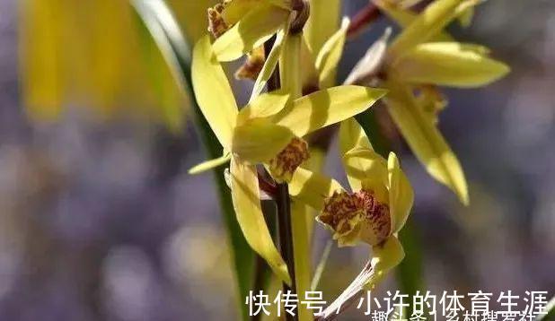 保湿|秋冬阳台养兰花,保湿是关键,可如果做错3件事,兰花喷雾会烂苗