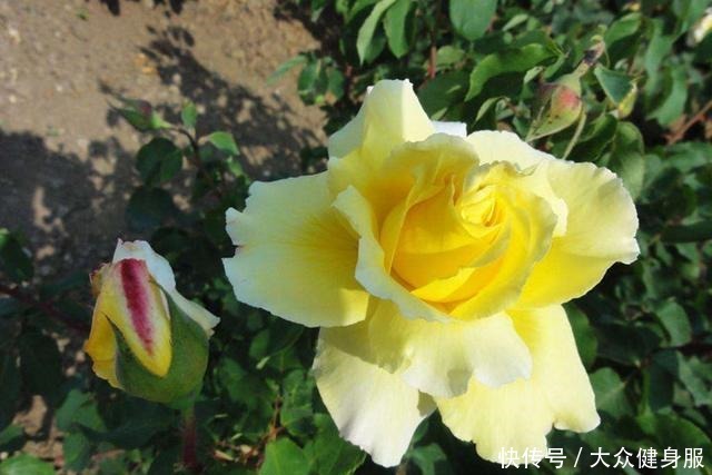 月季花的正确养殖方法,就这几点,你需要知道!