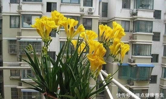 这花一开,“七彩仙女”下凡间,还能治蛇毒!绿萝吊兰“土掉渣”!