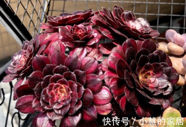 秋天|法师多肉都成功度夏了?来看秋天它们啥时候苏醒,以免阴沟里翻船