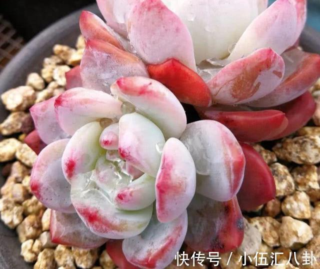 叶片|适合新手养的“6种多肉”,耐热又不怕冷,养成老桩,又美又霸气