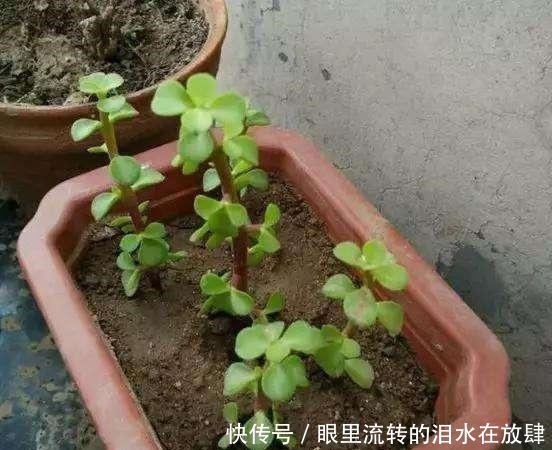 修剪|金枝玉叶长的“狂魔乱舞”,剪几刀,秒变“悬崖桩”,烂根也不怕!