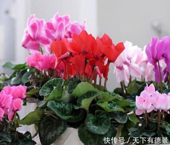 3种花是爆盆“能手”,开起花来“拦”不住,被称为开花机器