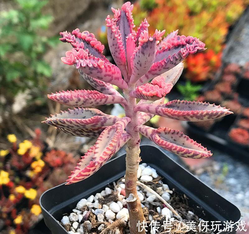 九死还魂草|9种养不死的花,绿萝只能排最后,再养不活就剁手吧