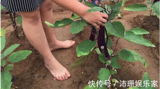 盆栽|老公阳台养盆栽，一家人看着乐开花，楼下邻居却天天找麻烦