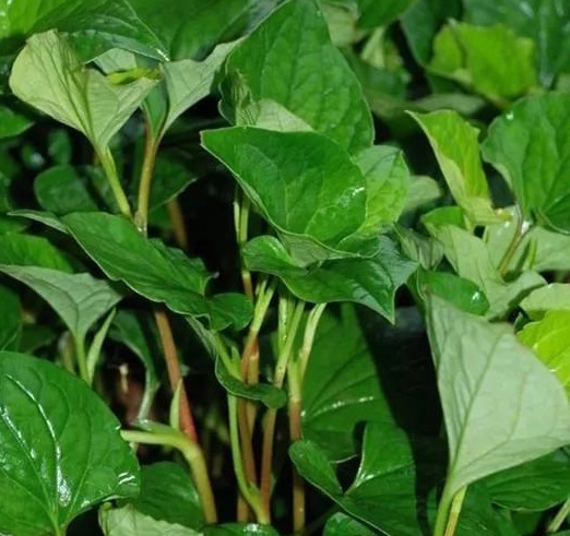 蒲公英|这6种长在地里的“天然青霉素”,隔三差五吃一回,常吃少生病