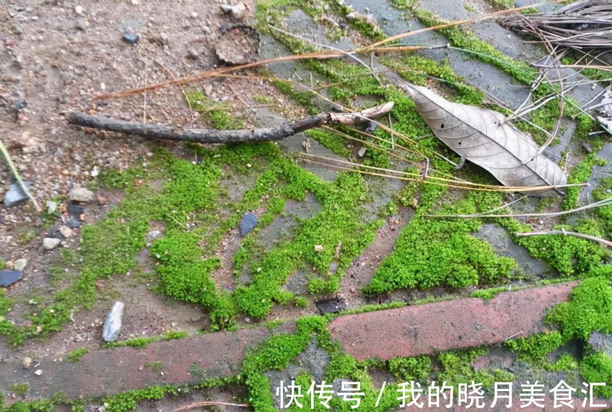 苔藓盆栽3大玩法，随地取材还不花一分钱，好看更好养