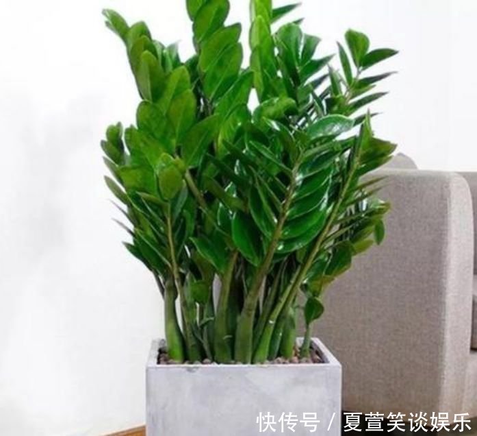 米兰|4种“旺财花”,家里养一盆,室内甲醛没了,生活更舒适!