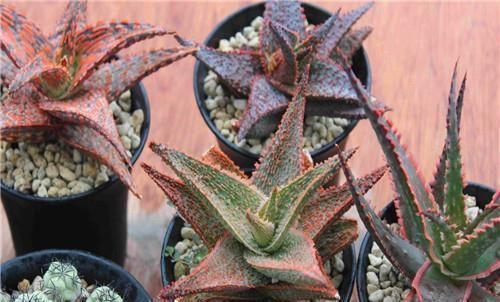 今天你吃芦荟了吗教你夏季养芦荟的3个妙用,只当盆栽太可惜