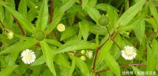 农村一种会流墨汁的野草,是牙痛的良药,却常遭踩踏