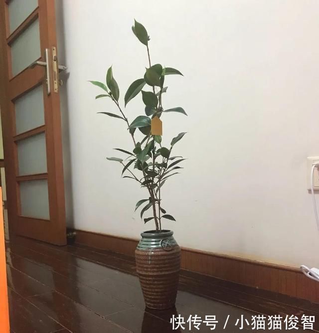 5种花盆养花，怪不得都死了，全是样子货