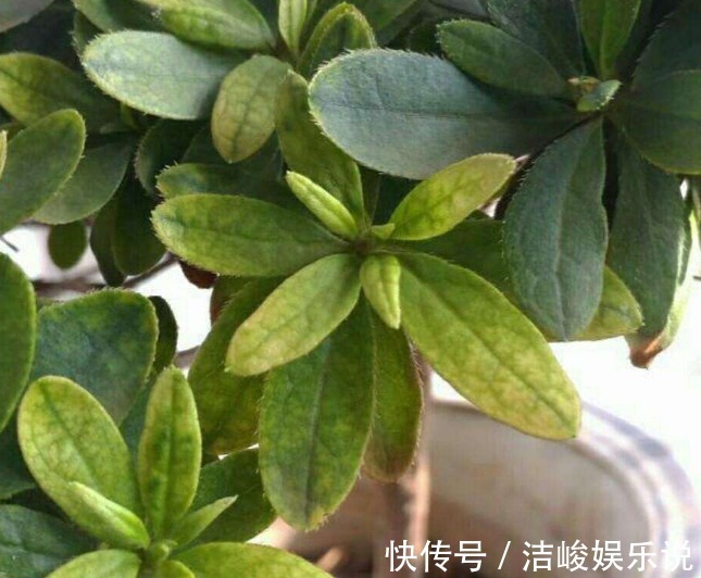 植物|植物黄叶原因有“五点”，只要做得对，立马变油绿