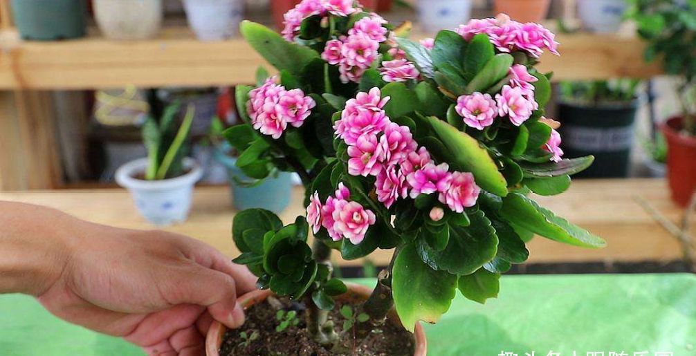 长寿花不开花?教你这样做,枝粗苗壮开花多!家里清香宜人花色艳