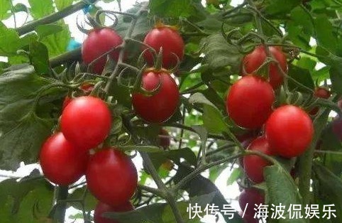 高产|圣女果清热解毒、延缓衰老,农民种植只需四点,收获高产圣女果