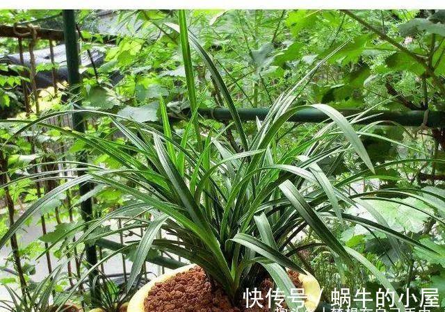 浇水|养兰花，不能太“娇惯”，像这样给它点“危机感”，开花香又多