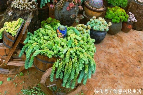 1种多肉,特容易长出“瀑布老桩”,养3年就“溢满盆”,别错过!