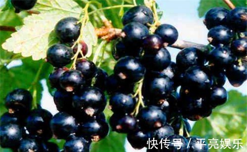 绿色蔬菜|秋天来了，女性想要显年轻，可多吃以下食物，消除皱纹，排毒消脂