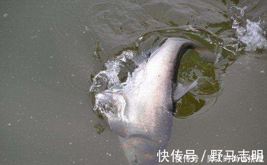 常见的四种鲢鱼钓法，有三种已经不让用了