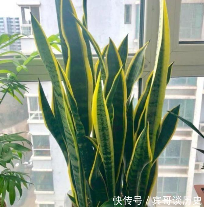 分生侧芽|养虎皮兰,打开它的“小开关”,新芽直往外窜,1盆变10盆