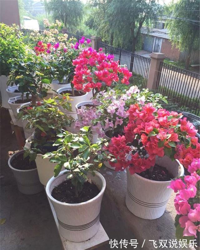 养花|养护三角梅,用“巧劲”,选对了土壤,能省“十年”养花功