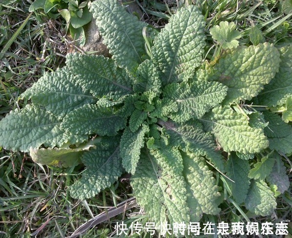 肾炎水肿|消化不良,多吃3种路边野草,清热解毒,凉血利尿,风味俱佳