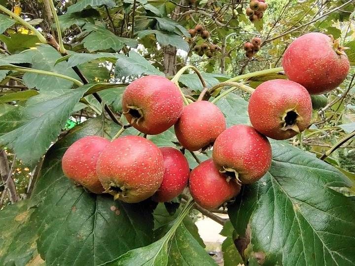 山楂花|青未了/又见山楂红