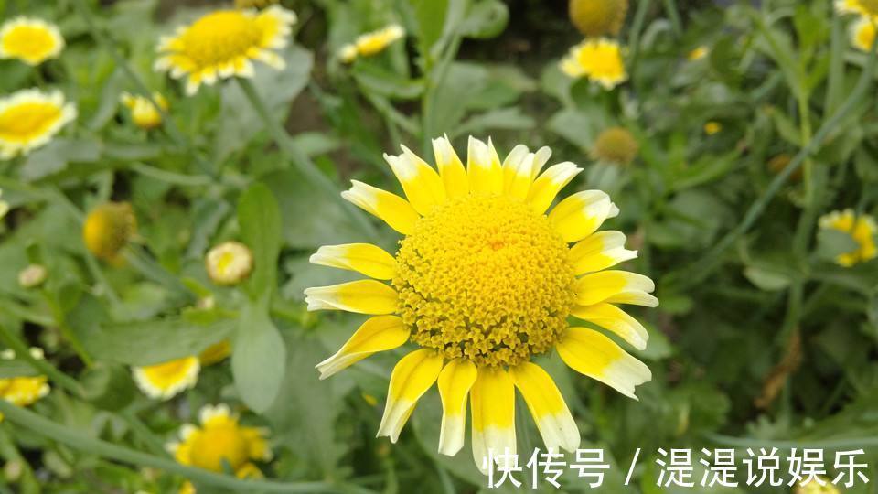 喜欢菊花，不如养盆茼蒿菊，花色淡雅，花期超长，轻松爆成菊花海