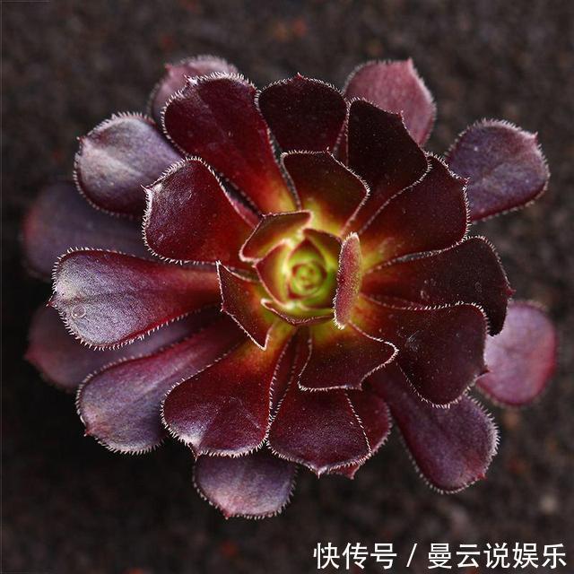 惊喜|秋天怎能不养多肉这4种多肉会“变色”，给点阳光就有惊喜