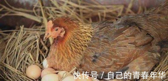 大才子&千古绝对!上联“鸡生蛋,蛋生鸡,鸡蛋生财”,下联太经典了!