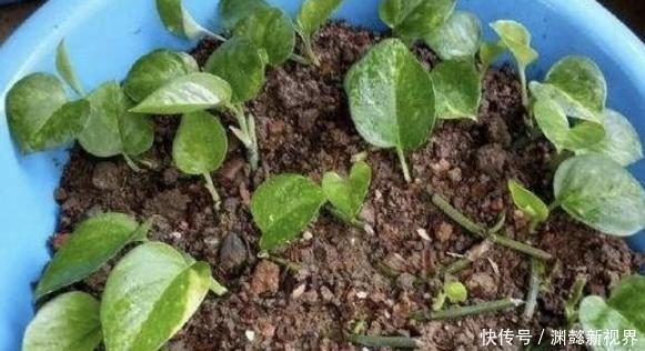 扦插绿萝谨记这4步简单操作,生根速度快、爆盆效果好!