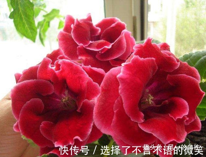 此花花繁叶茂，艳丽多姿的花朵十分夺目动人，寓意为华美与欲望