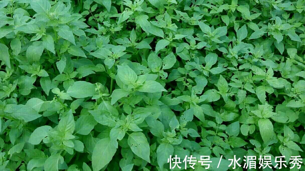 风热感冒|不管是风寒感冒还是风热感冒,一个只有2味药的经典方,特别管用