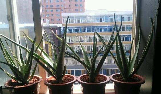 5种“耐旱花”,浇水多了就烂根,特别是冬季,断水才能安稳度过