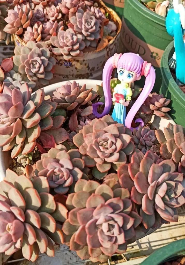 拼盘|多肉养在大盆里,就是豪横霸气,棵棵大得像白菜