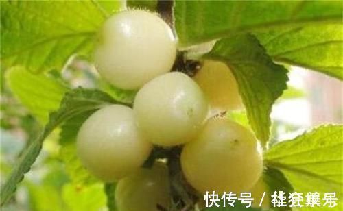 尿酸|“天然降尿酸药”找到了,医生除了多吃它,做好4点尿酸主动降