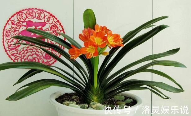 鸡蛋全身是宝将它们分开用作养花,可让盆栽枝繁叶茂、多开花