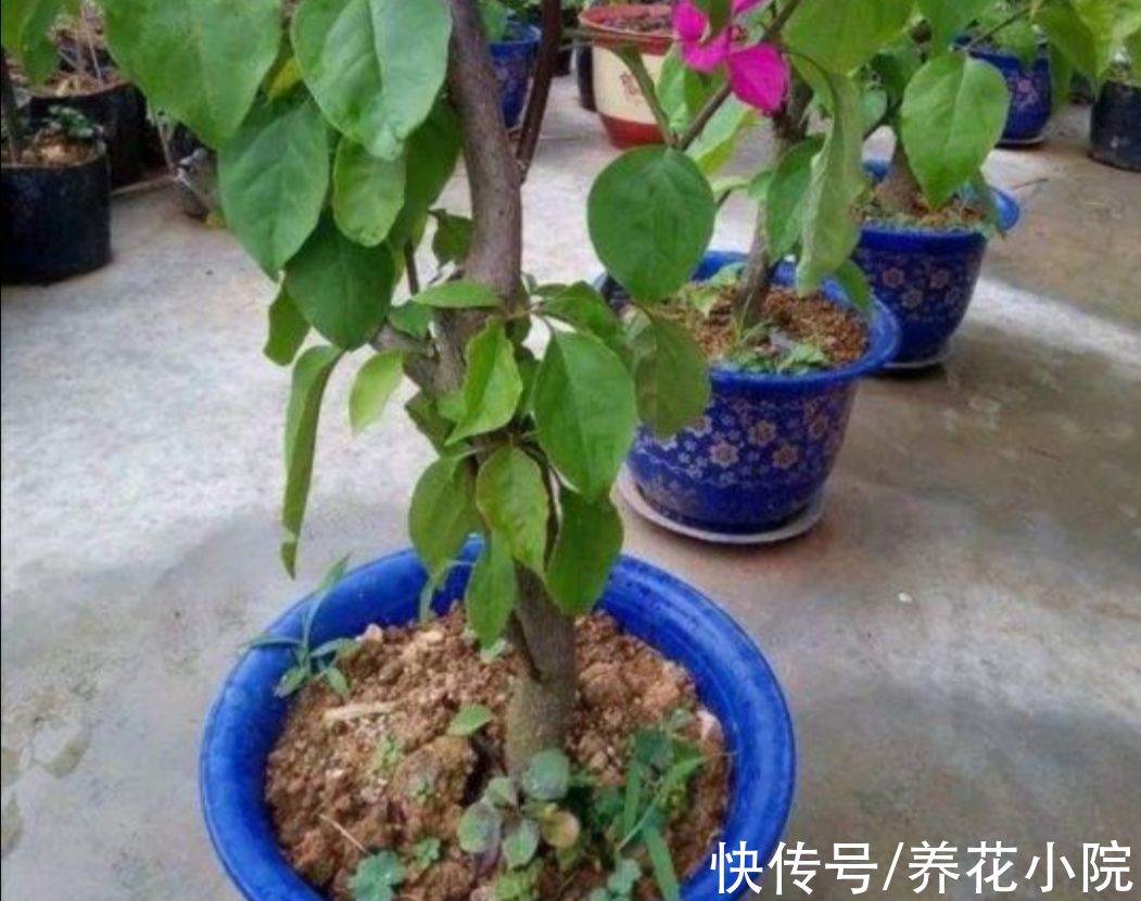 天气变冷,3种花别再换盆,否则难过冬