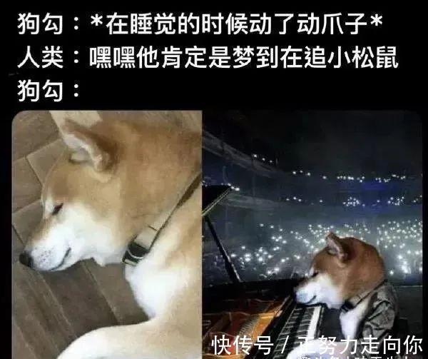 |搞笑图片，请问世界最佳跳水组合是谁呢？