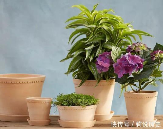 盆栽土发霉对人有害吗