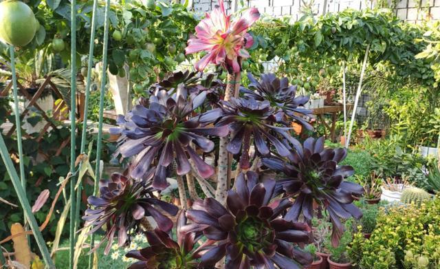 春季|多肉法师冬季开花不要剪,做好3点赏花100天,春季爆侧芽