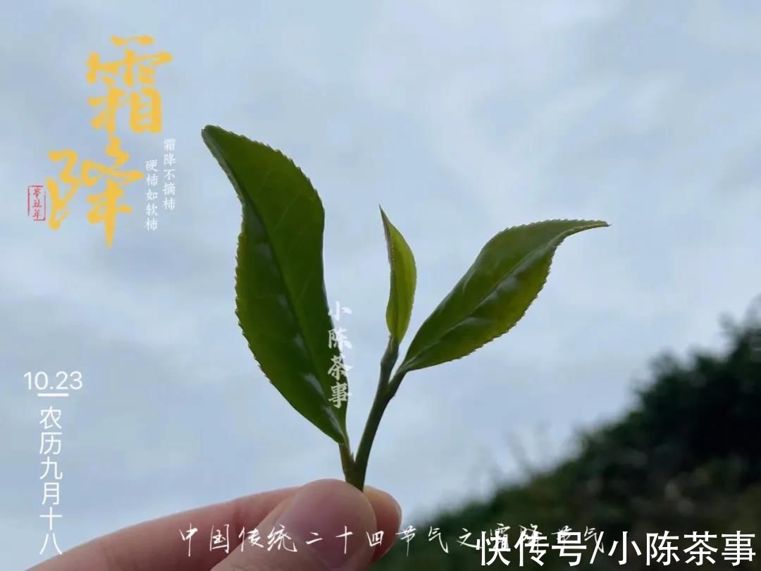 白牡丹@白茶新人的入门茶该怎么选？推荐3款，没喝过也能闭着眼睛买