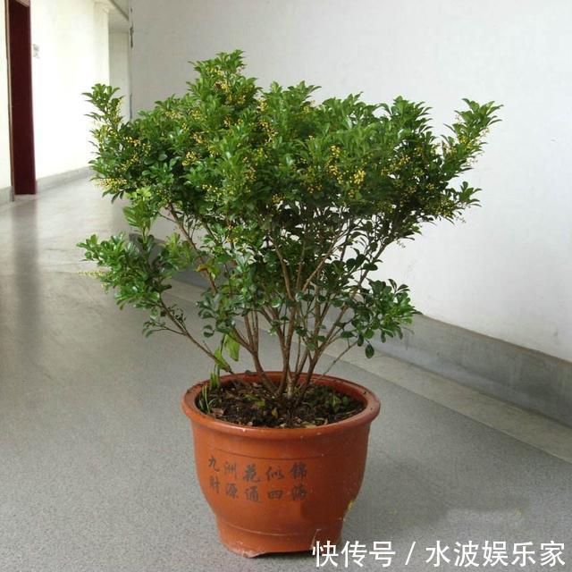 天天|薄荷勤修剪,多肉来点肥,打开疯长模式,天天长不停!